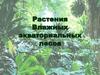 Растения влажных экваториальных лесов