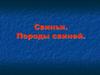 Свиньи. Породы свиней