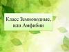Класс Земноводные, или Амфибии