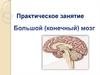 Большой (конечный) мозг