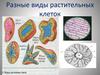 Разные виды растительных клеток. 5 класс