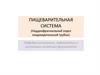 Пищеварительная система (наддиафрагмальный отдел пищеварительной трубки)
