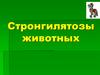 Стронгилятозы животных