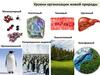 Уровни организации живой природы. Ткани животных и человека