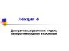 Декоративные растения: отделы папоротниковидные и сосновые. Лекция 04