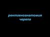 Рентгеноанатомия черепа. Обозначьте кости мозгового черепа