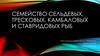 Семейство сельдевых, тресковых, камбаловых и ставридовых рыб
