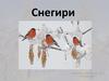Осёдлые птицы. Снегири