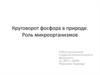 Круговорот фосфора в природе. Роль микроорганизмов