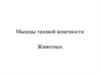 Мышцы тазовой конечности животных. Мультимедийный проект