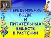 Передвижение воды и питательных веществ в растении