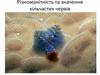 Різноманітність та значення кільчастих червів