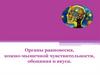 Органы равновесия, кожно-мышечной чувствительности, обоняния и вкуса