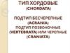 Тип хордовые (chordata), подтип бесчерепные (acrania), подтип позвоночные (vertebrata) или черепные (craniata)