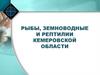 Рыбы, земноводные и рептилии Кемеровской области