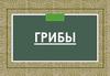 Грибы