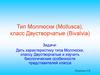 Тип Моллюски (Mollusca), класс Двустворчатые (Bivalvia)