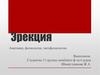 Эрекция. Анатомия, физиология, патофизиология