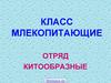 Класс млекопитающие. Отряд китообразные