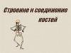 Строение и соединение костей