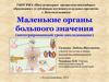 Маленькие органы большого значения. Интегрированный урок-исследование