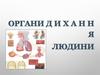 Органи дихання людини