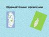 Одноклеточные организмы