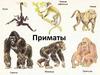 Отряд Приматы