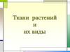 Ткани растений и их виды