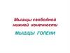 Мышцы свободной нижней конечности