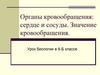 Органы кровообращения: сердце и сосуды. Значение кровообращения. 8  класс