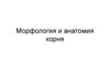 Морфология и анатомия корней растений
