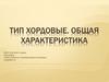 Тип хордовые. Общая характеристика