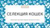 Селекция кошек
