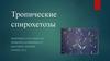 Тропические спирохетозы