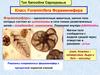 Тип Sarcodina Саркодовые. Класс Foraminifera Фораминифера