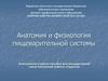 Анатомия и физиология пищеварительной системы