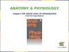 Anatomy & physiology. The tissue level of organization