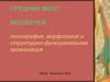 Средний мозг; мозжечок: топография, морфология и структурно-функциональная организация