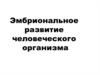 Эмбриональное развитие человеческого организма