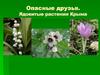 Ядовитые растения Крыма