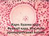 Ядро. Будова ядра. Функції ядра. Нуклеоїд прокаріотичних клітин