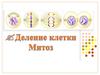 Деление клетки. Митоз