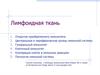 Лимфоидная ткань
