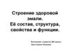 Строение здоровой эмали. Её состав, структура, свойства и функции