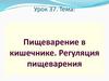 Пищеварение в кишечнике. Регуляция пищеварения