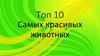 Топ 10 самых красивых животных