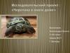 Черепаха в моём доме. Исследовательский проект