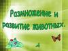 Размножение и развитие животных