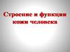 Строение и функции кожи человека